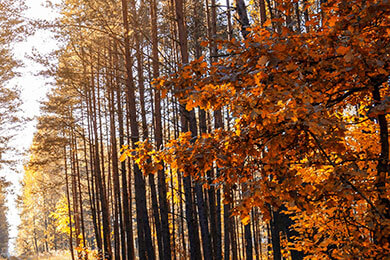 开云下载-法国乒乓球队逆转瑞典，王皓刷新历史纪录的精彩瞬间